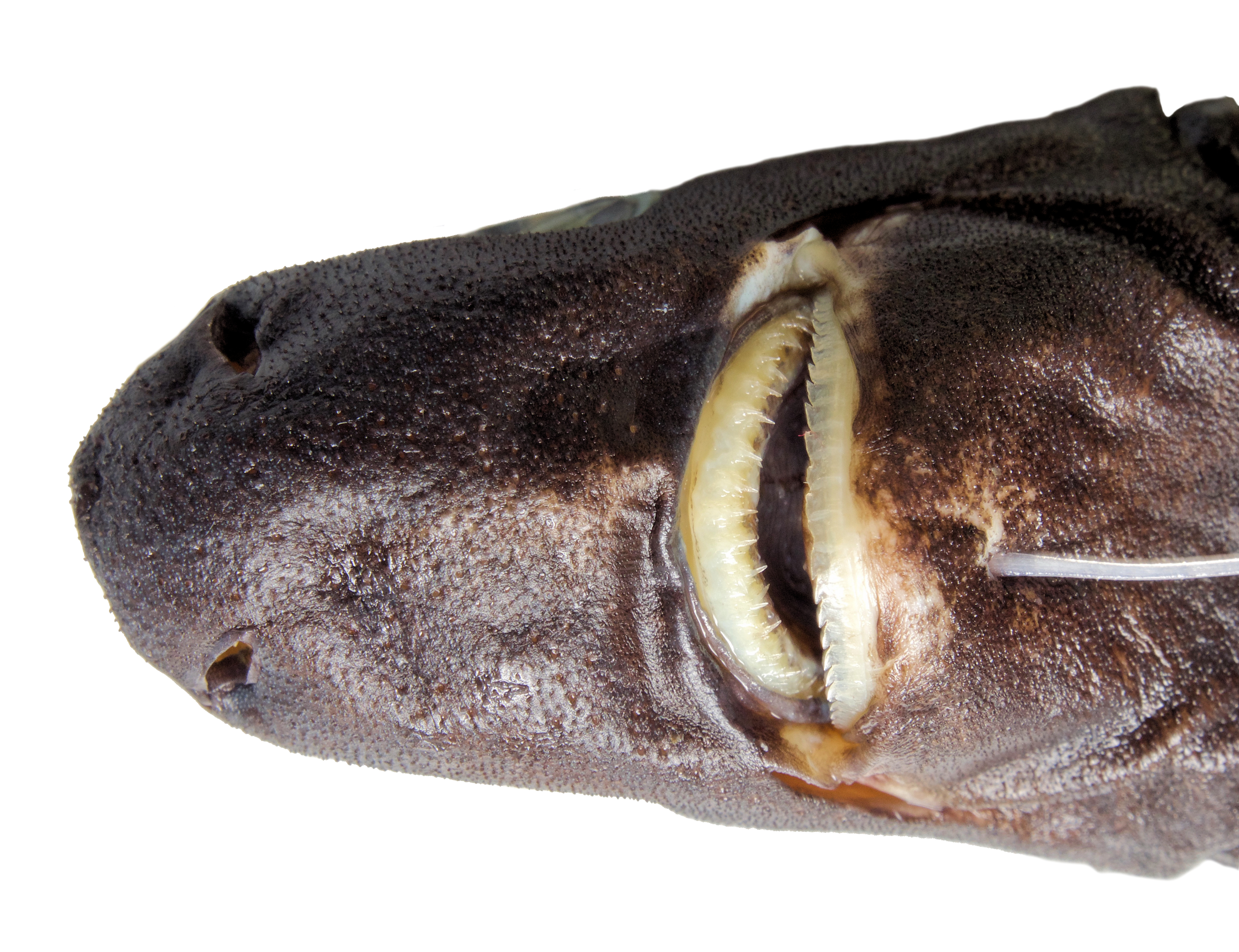 The underside of the sharks head showing its mouth and teeth. The underside of the sharks head showing its mouth and teeth.